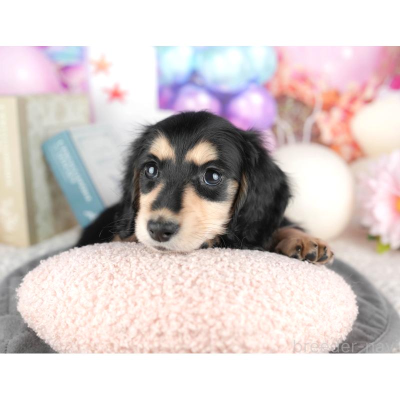 販売中の静岡県のミニチュアダックスフンド(ロングヘアード)-446941の4枚目