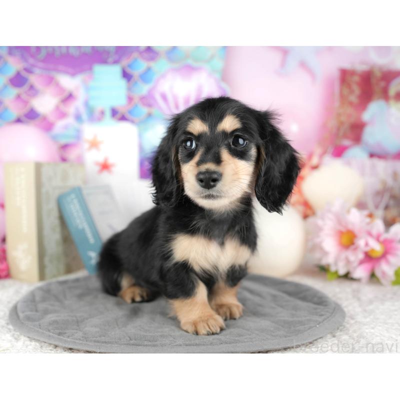 販売中の静岡県のミニチュアダックスフンド(ロングヘアード)-446941の3枚目