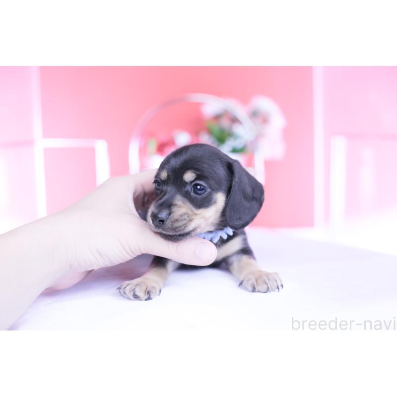 販売中の愛知県のカニンヘンダックスフンド(スムースヘアード)-446943の15枚目