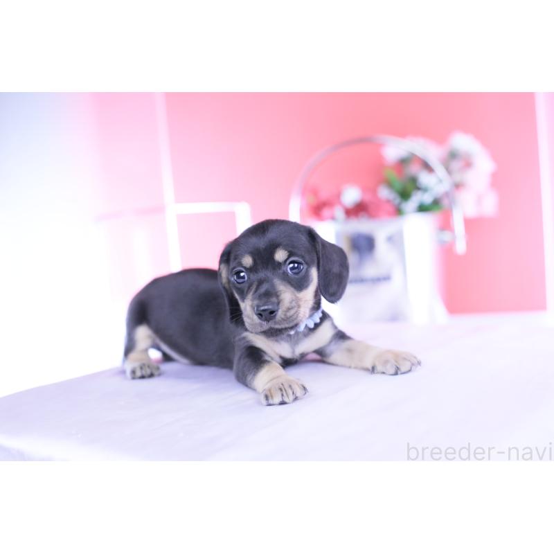 販売中の愛知県のカニンヘンダックスフンド(スムースヘアード)-446943の11枚目