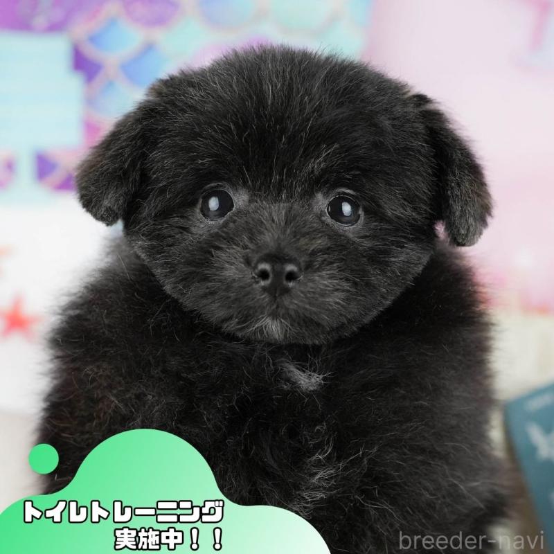 販売中の静岡県のポメプー:ポメラニアン×トイプードル-446947の1枚目