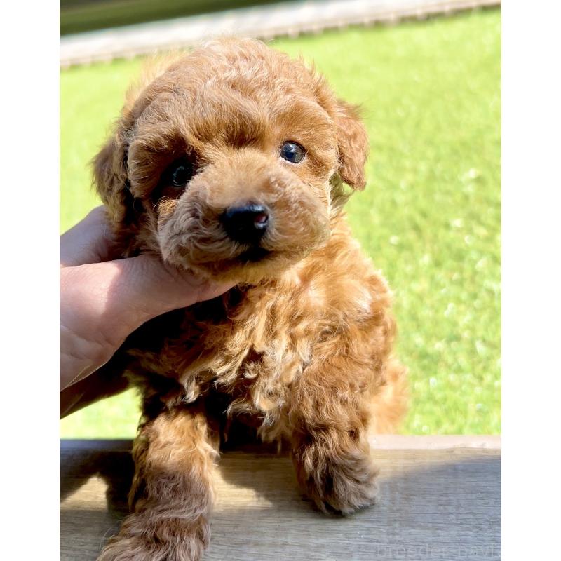 販売中の奈良県のタイニープードル-446944の8枚目