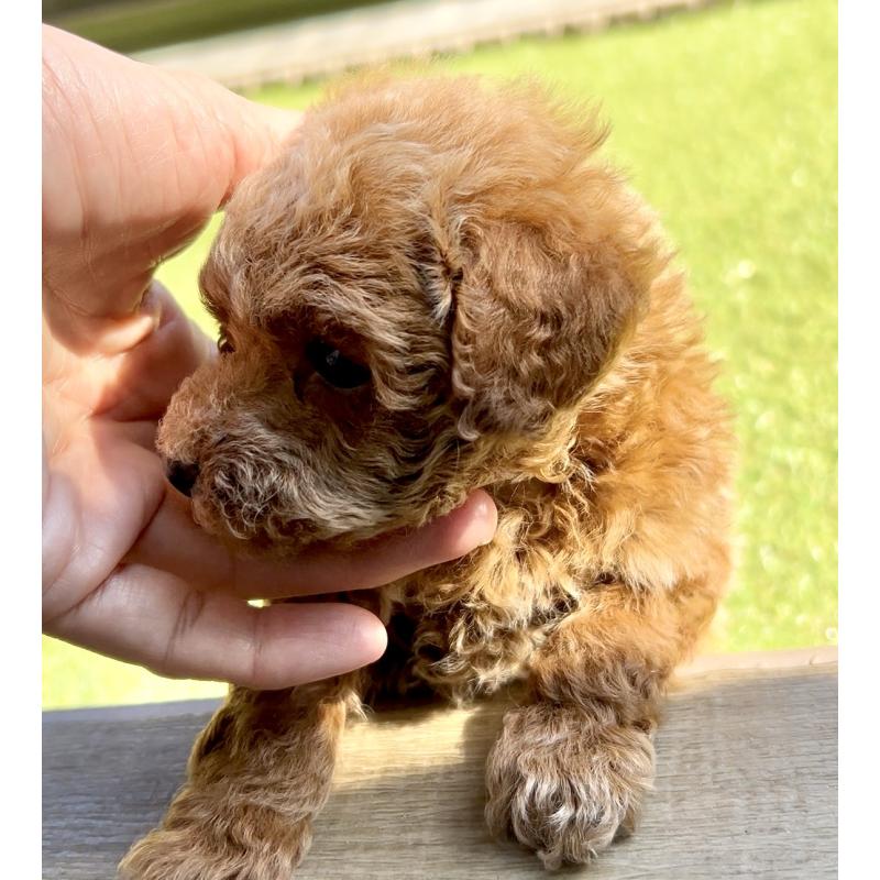 販売中の奈良県のタイニープードル-446944の7枚目