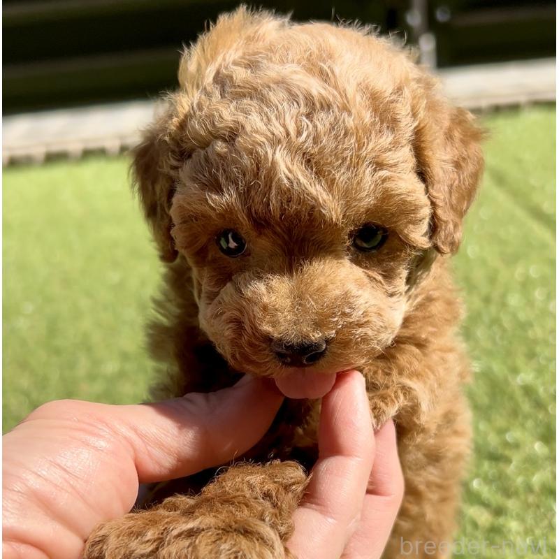 販売中の奈良県のタイニープードル-446944の6枚目