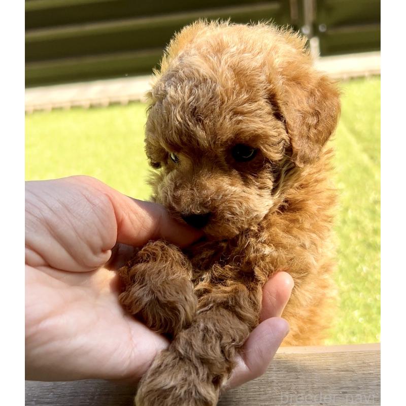 販売中の奈良県のタイニープードル-446944の4枚目