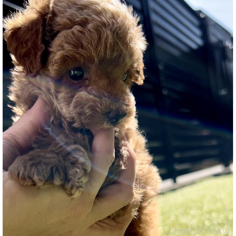 販売中の奈良県のタイニープードル-446944の3枚目