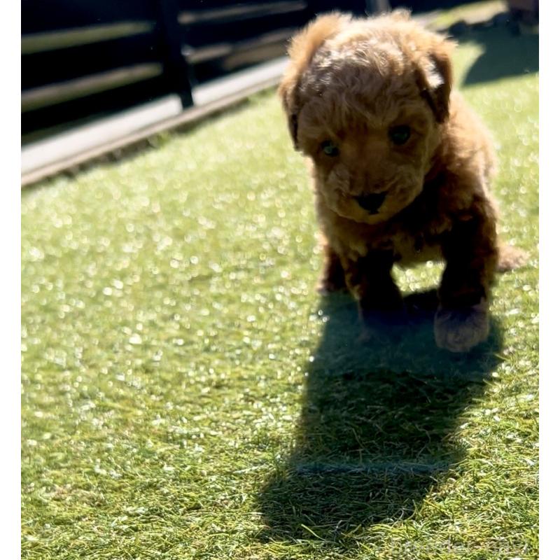 販売中の奈良県のタイニープードル-446944の2枚目