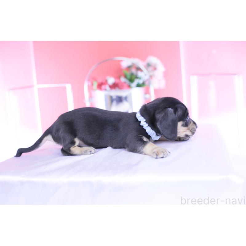 販売中の愛知県のカニンヘンダックスフンド(スムースヘアード)-446943の3枚目