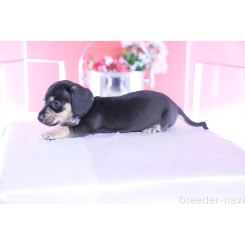 販売中の愛知県のカニンヘンダックスフンド(スムースヘアード)-446943の2枚目