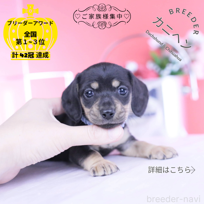 販売中の愛知県のカニンヘンダックスフンド(スムースヘアード)-446943の1枚目