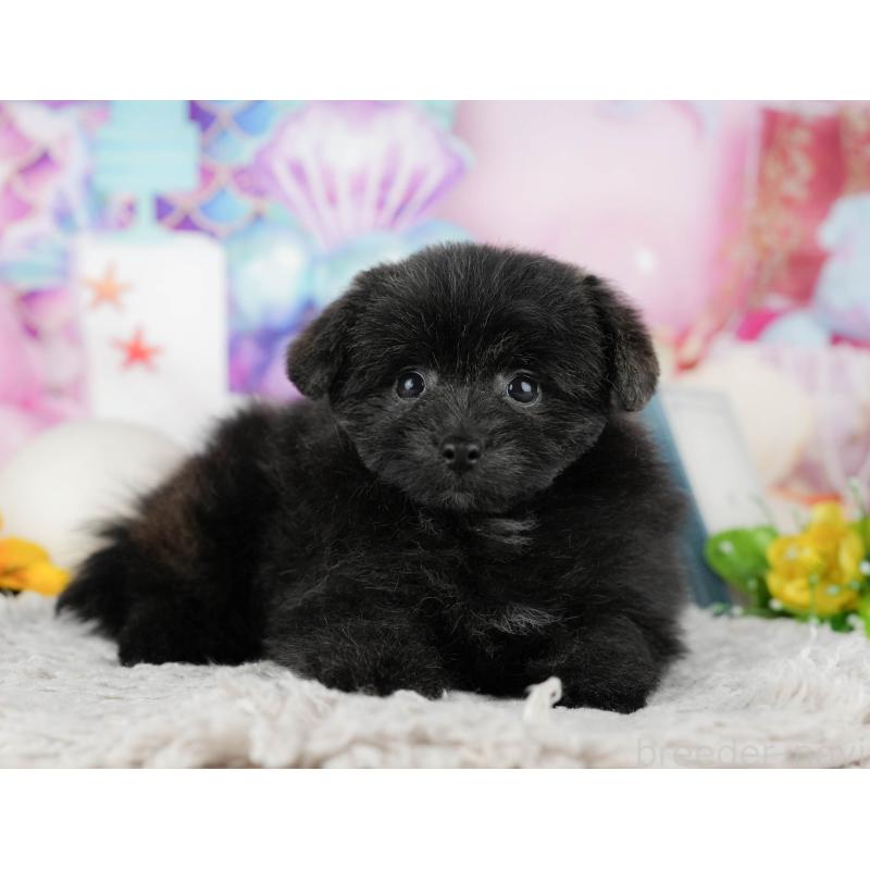 販売中の静岡県のポメプー:ポメラニアン×トイプードル-446947の5枚目