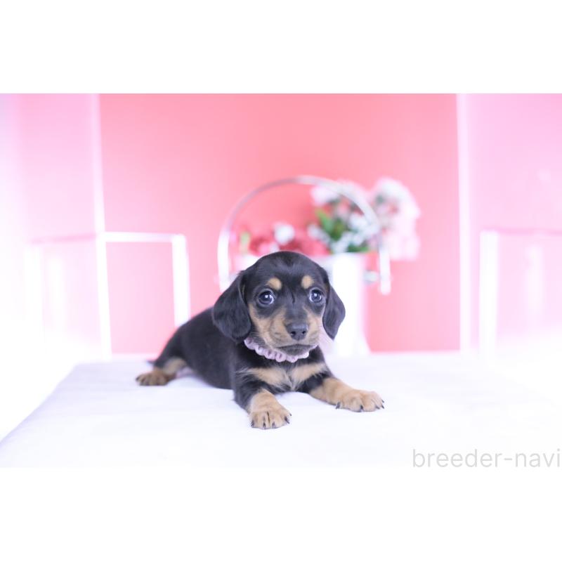 販売中の愛知県のカニンヘンダックスフンド(スムースヘアード)-446945の14枚目