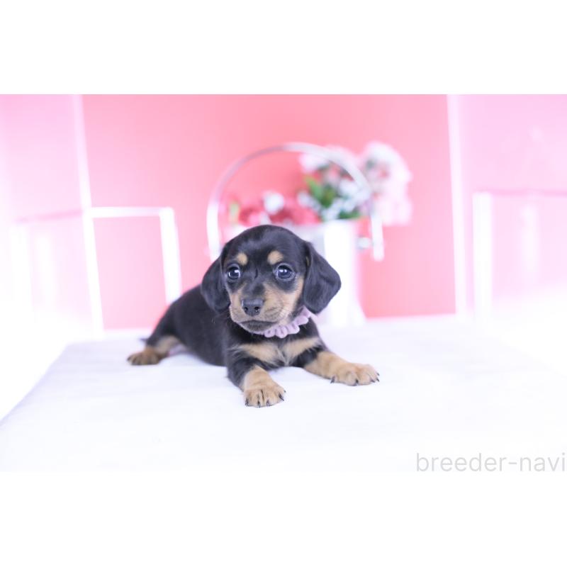 販売中の愛知県のカニンヘンダックスフンド(スムースヘアード)-446945の13枚目