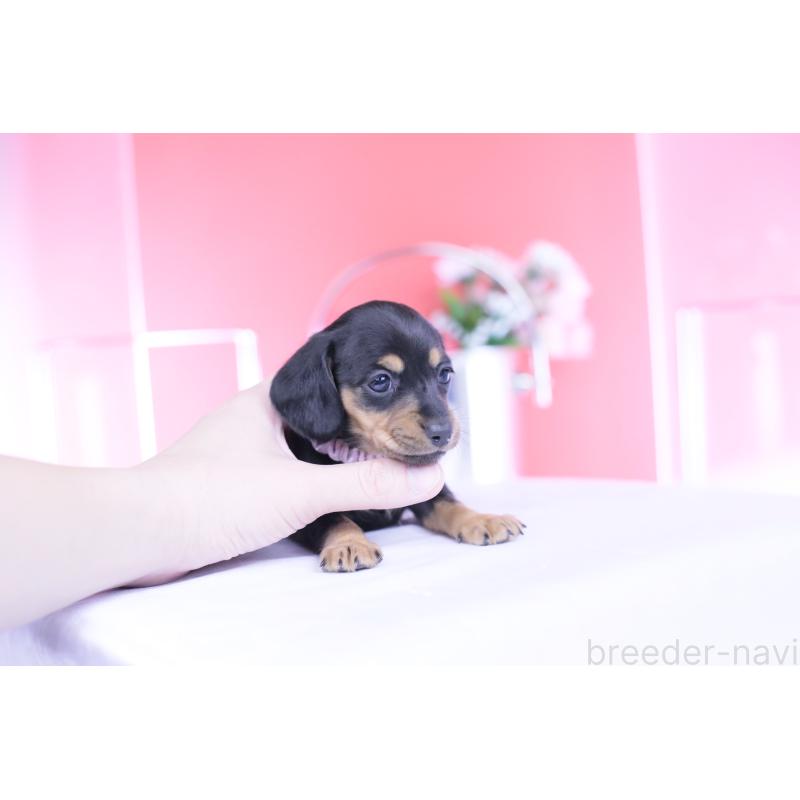 販売中の愛知県のカニンヘンダックスフンド(スムースヘアード)-446945の12枚目