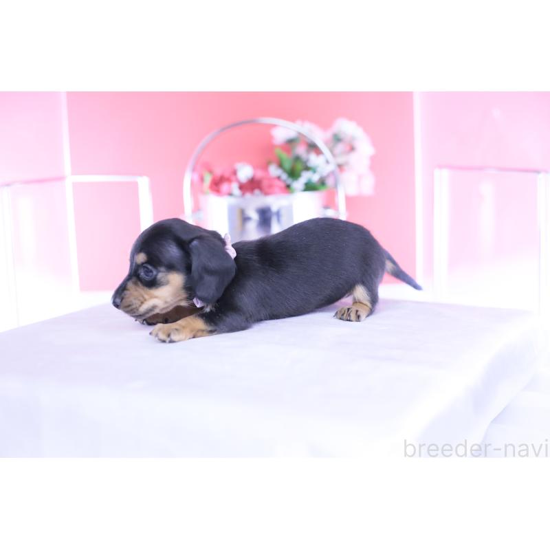 販売中の愛知県のカニンヘンダックスフンド(スムースヘアード)-446945の5枚目