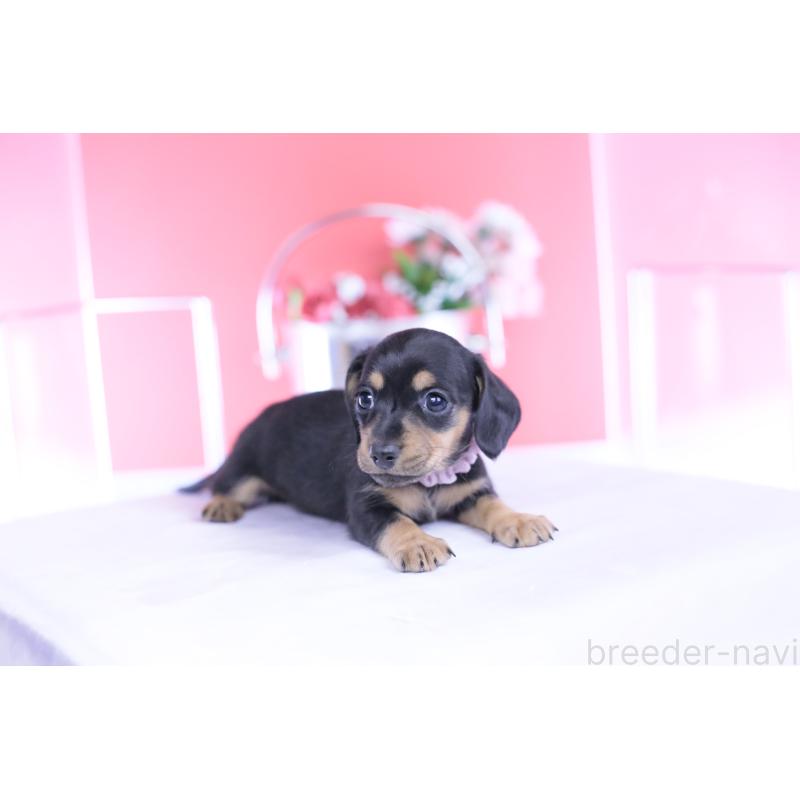 販売中の愛知県のカニンヘンダックスフンド(スムースヘアード)-446945の2枚目