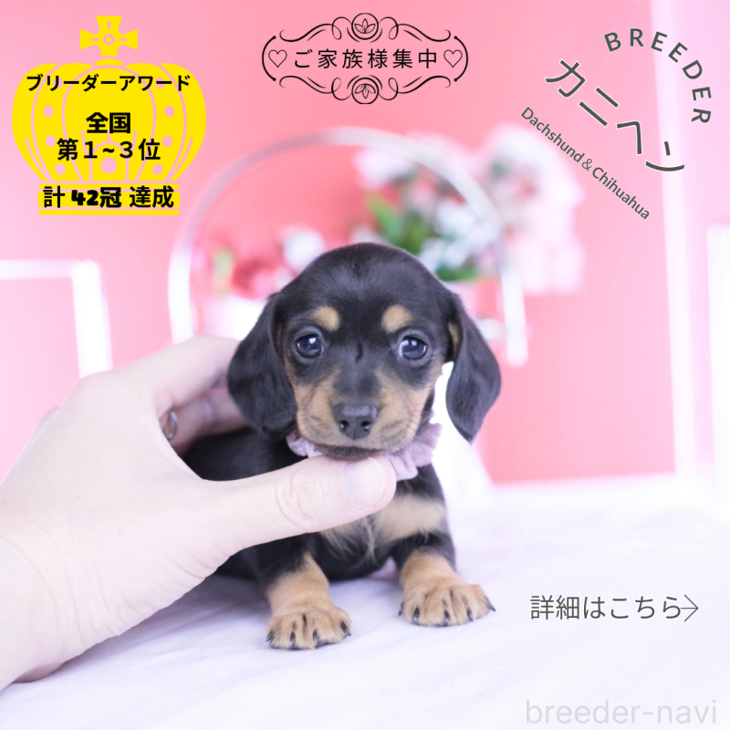 販売中の愛知県のカニンヘンダックスフンド(スムースヘアード)-446945