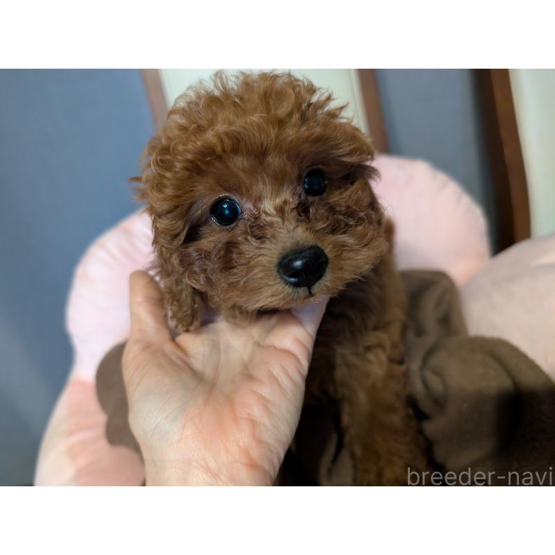 販売中の東京都のトイプードル-446946の4枚目