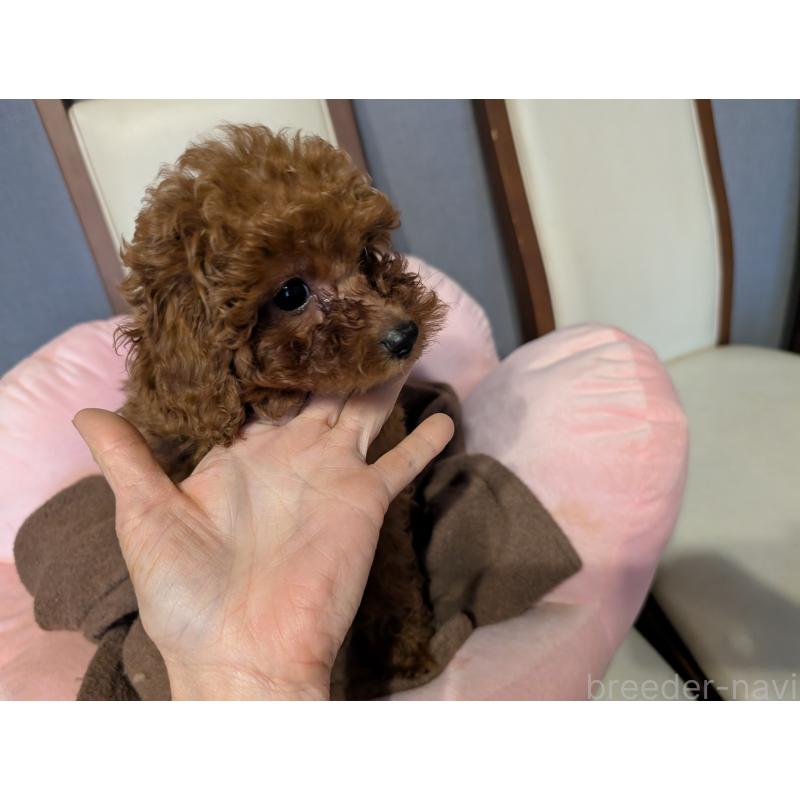 販売中の東京都のトイプードル-446946の3枚目