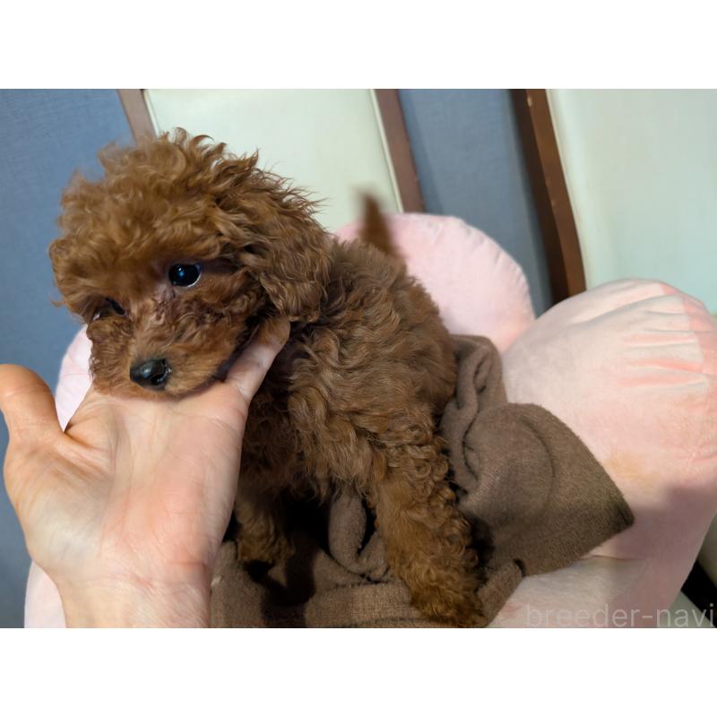 販売中の東京都のトイプードル-446946の2枚目