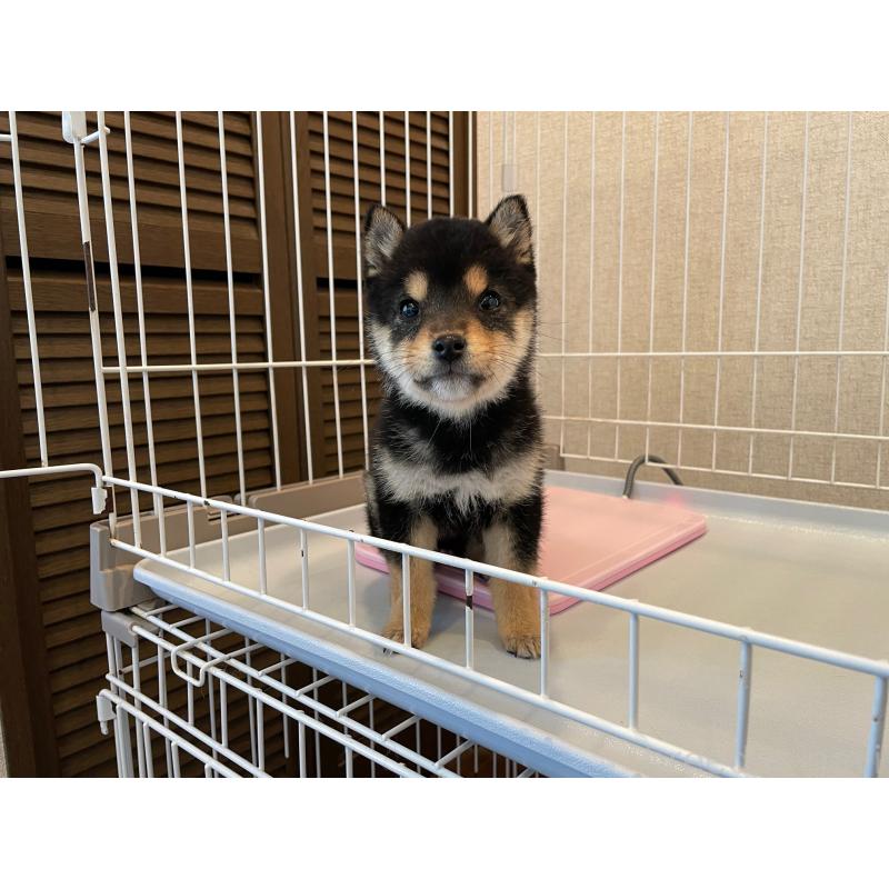 商談中の兵庫県の豆柴-438258の3枚目