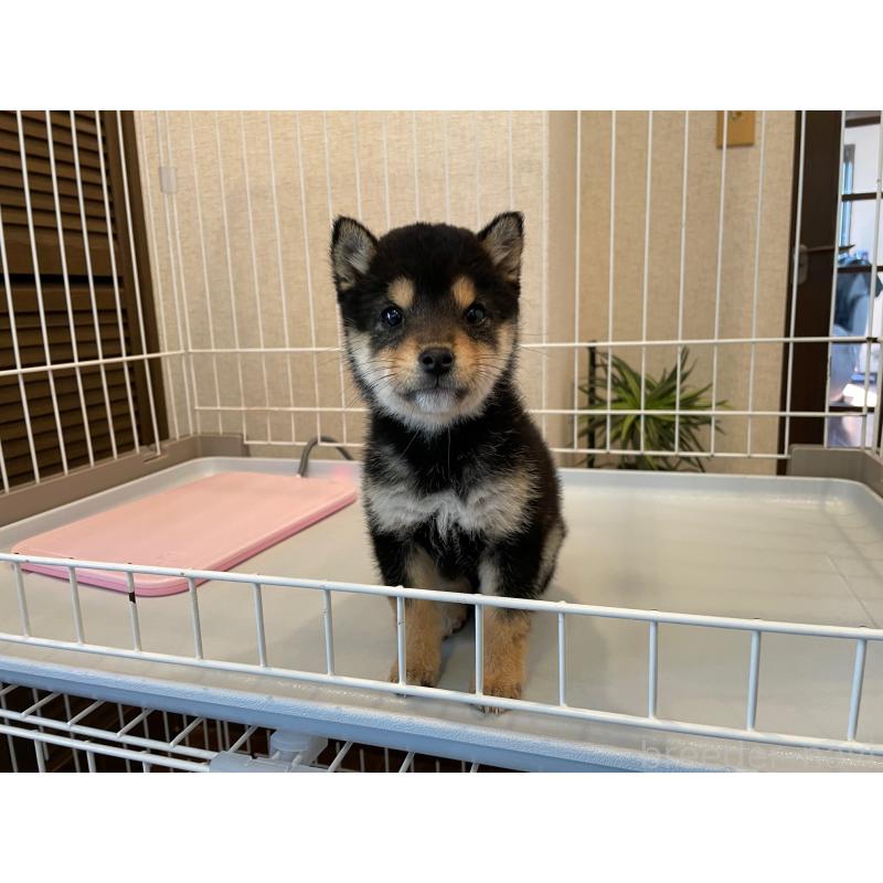 商談中の兵庫県の豆柴-438258の2枚目