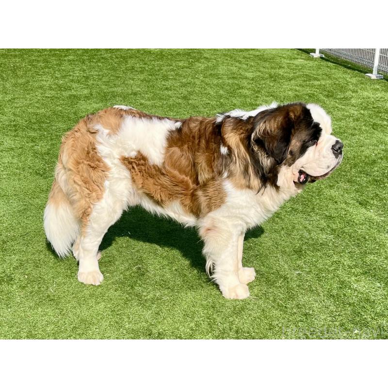 YODEL  ヨーデルくん1枚目