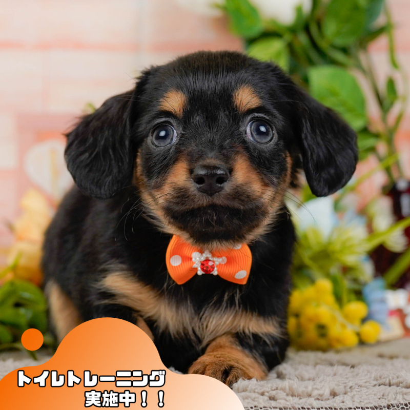 成約済ののチワックス:チワワ×ミニチュアダックスフンド-446949