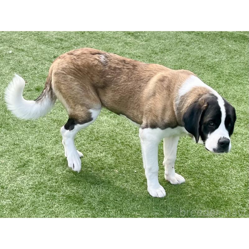 HEIDI  ハイジちゃん1枚目