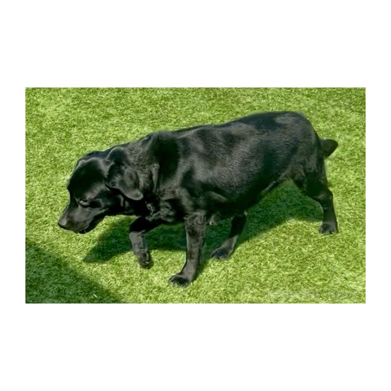 RANDI  ランディちゃん1枚目