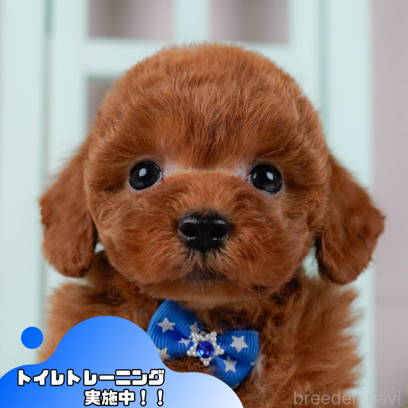 販売中の静岡県のトイプードル-446950