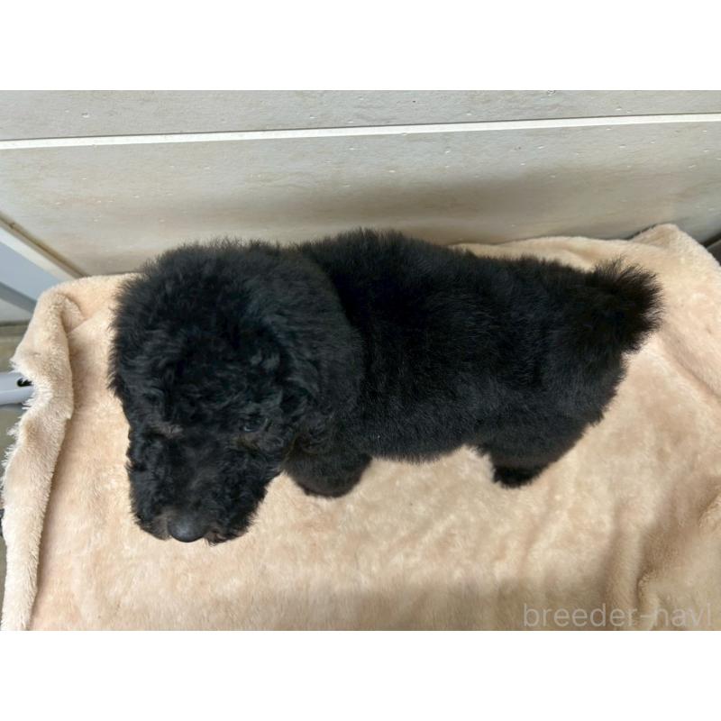 販売中の茨城県のスタンダードプードル-446951の11枚目