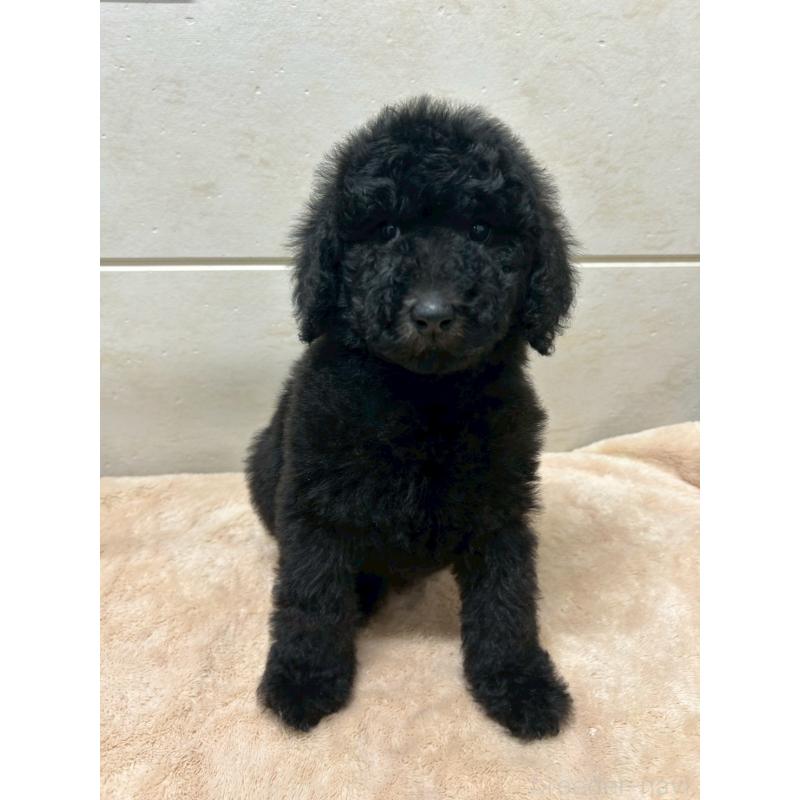 販売中の茨城県のスタンダードプードル-446951の10枚目