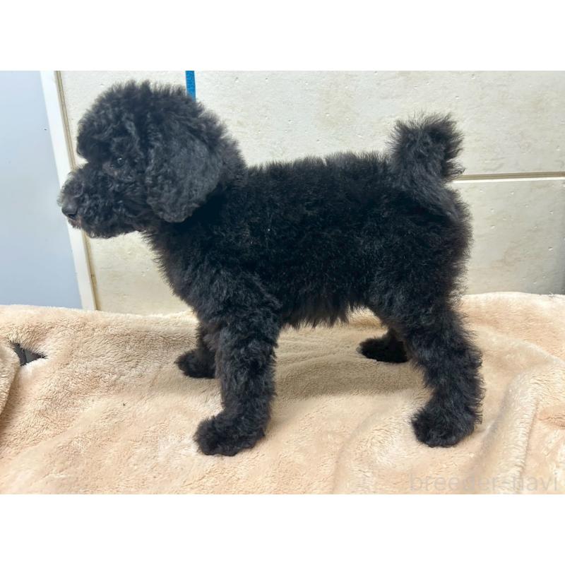 販売中の茨城県のスタンダードプードル-446951の9枚目