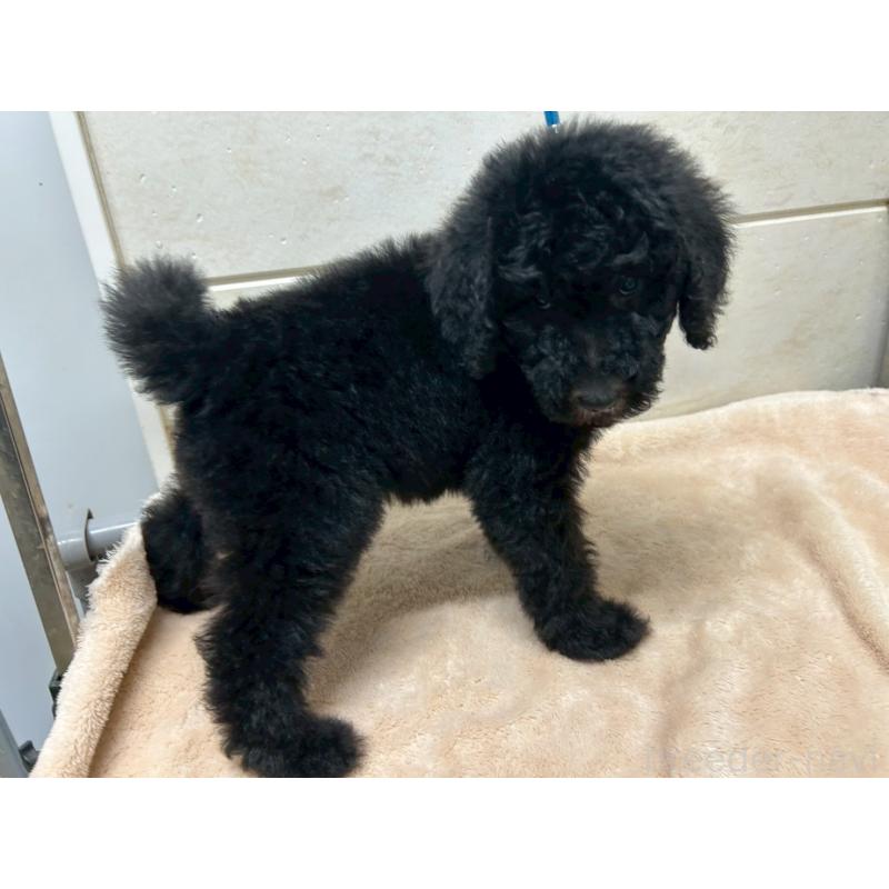 販売中の茨城県のスタンダードプードル-446951の8枚目