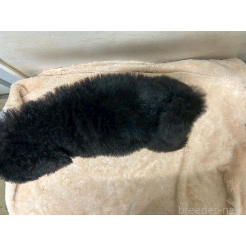 販売中の茨城県のスタンダードプードル-446951の7枚目