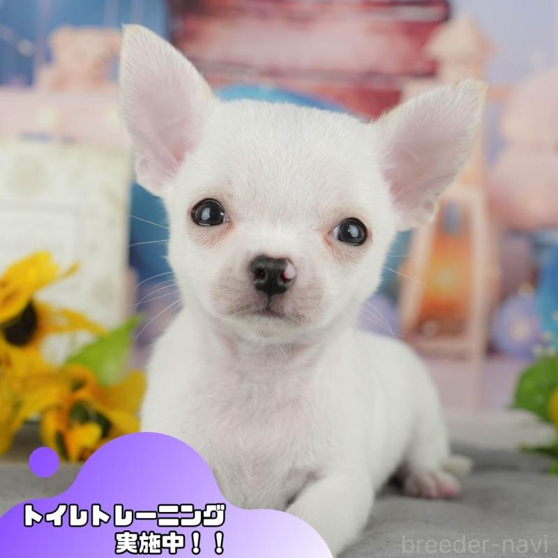 成約済ののチワワ(スムースコート)-446952