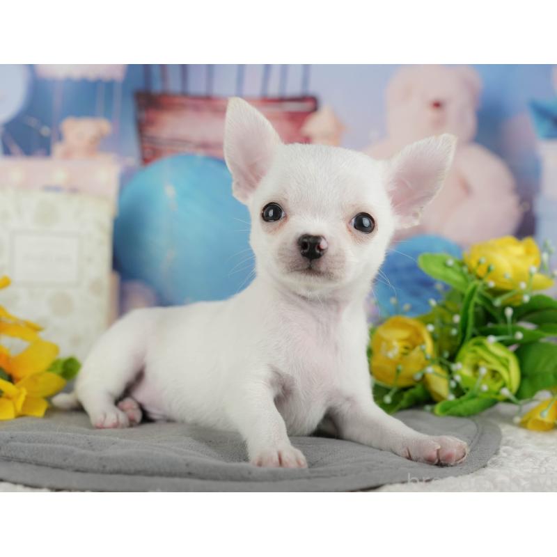 成約済の静岡県のチワワ(スムースコート)-446952の8枚目