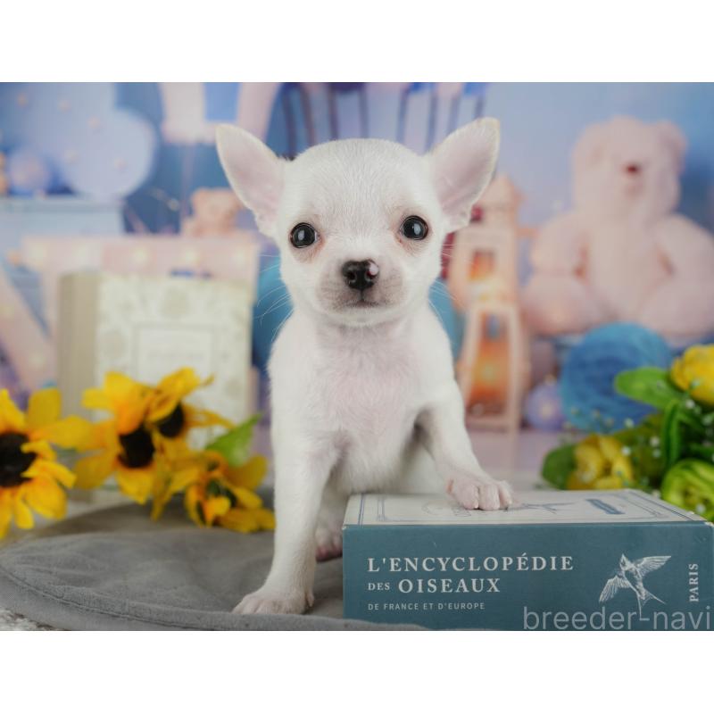 成約済の静岡県のチワワ(スムースコート)-446952の4枚目