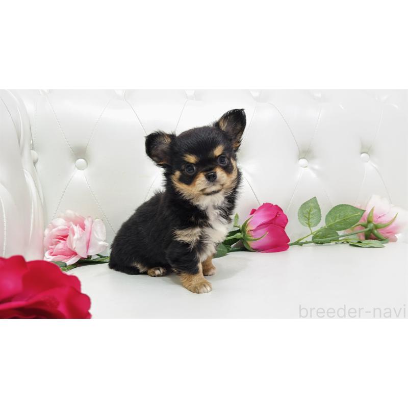 販売中の埼玉県のチワワ(ロングコート)-445407