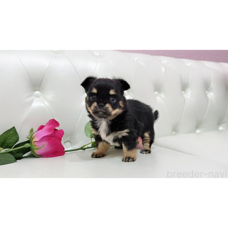 販売中の埼玉県のチワワ(ロングコート)-445409