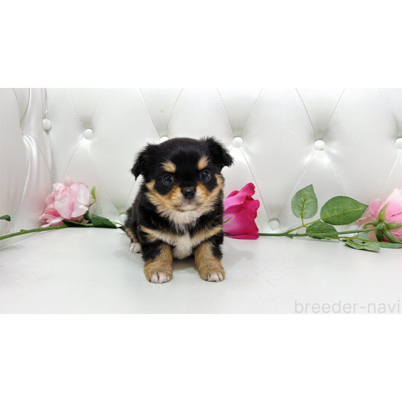 販売中の埼玉県のチワワ(ロングコート)-445410