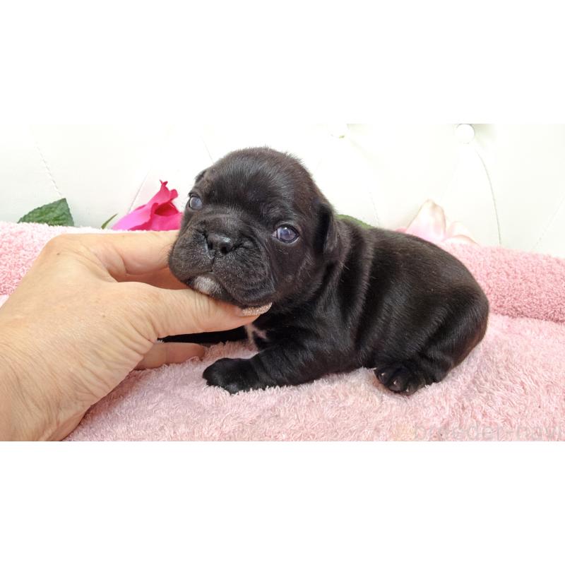 販売中の埼玉県のフレンチブルドッグ-446954の1枚目