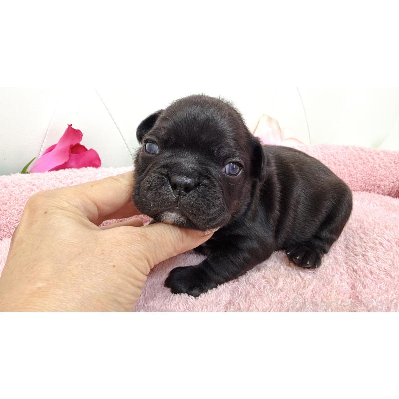 販売中の埼玉県のフレンチブルドッグ-446954の8枚目