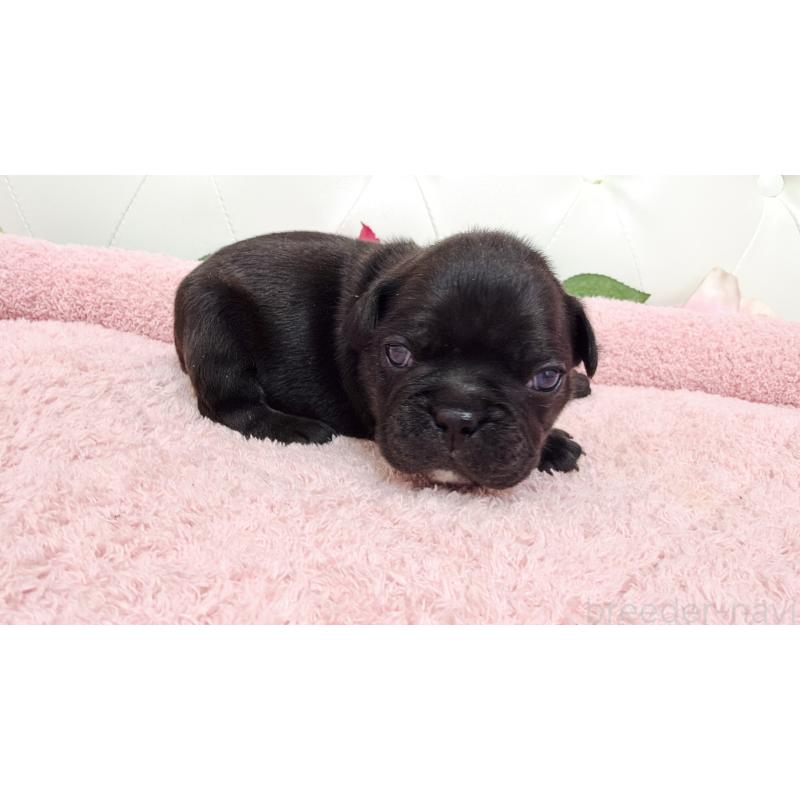 販売中の埼玉県のフレンチブルドッグ-446954の5枚目