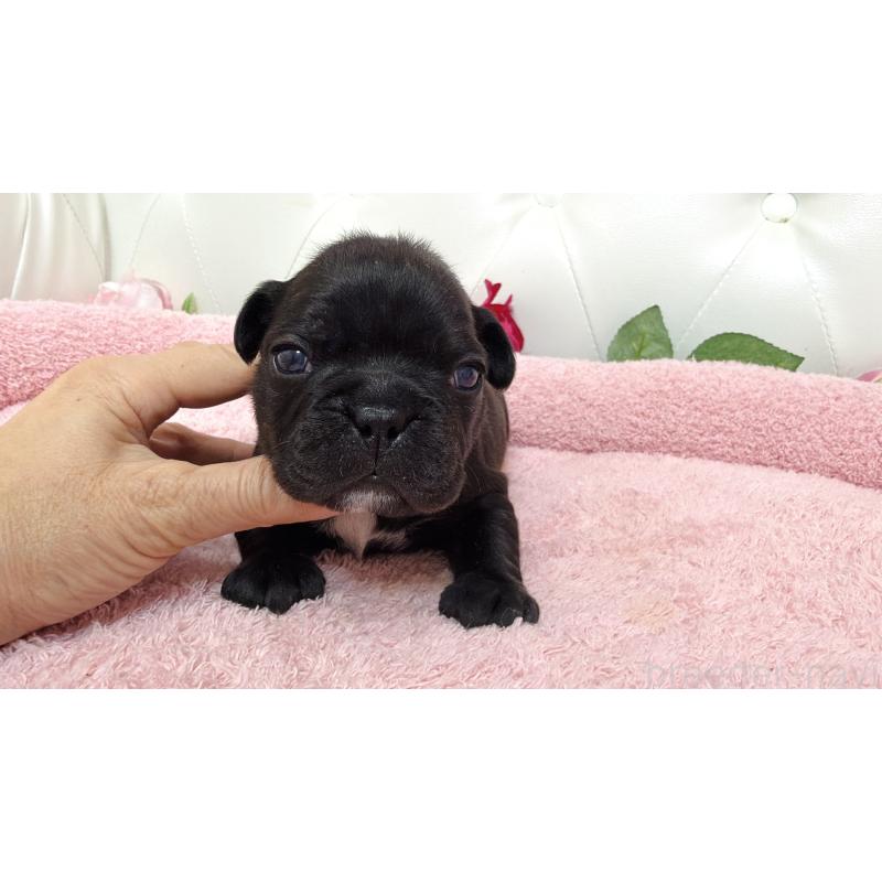 販売中の埼玉県のフレンチブルドッグ-446954の4枚目