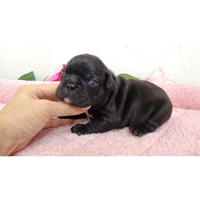 販売中の埼玉県のフレンチブルドッグ-446954の3枚目