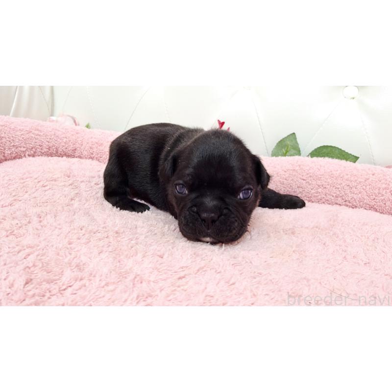 販売中の埼玉県のフレンチブルドッグ-446954の2枚目