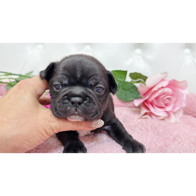 販売中の埼玉県のフレンチブルドッグ-446955