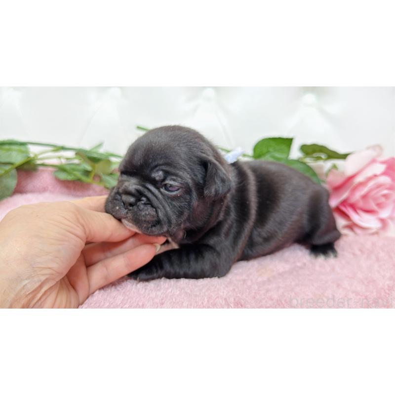 販売中の埼玉県のフレンチブルドッグ-446955の9枚目